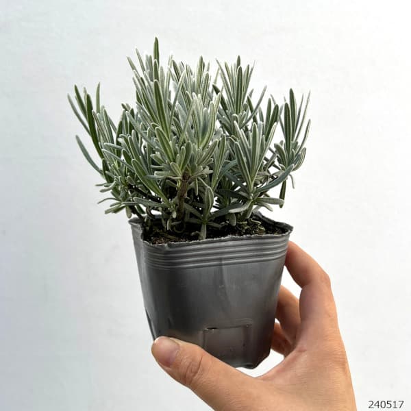 草花の苗 ラベンダー シルバーサンド 3号ポットの詳細画像1
