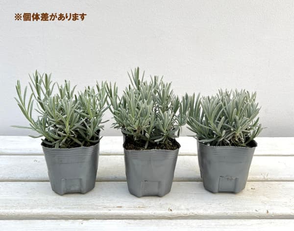草花の苗 ラベンダー シルバーサンド 3号ポットの詳細画像2