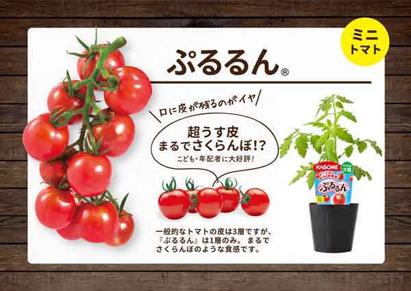 野菜の苗/トマト（ミニ）：ぷるるん(R)すぐとれる大苗4号ポット｜engei｜06