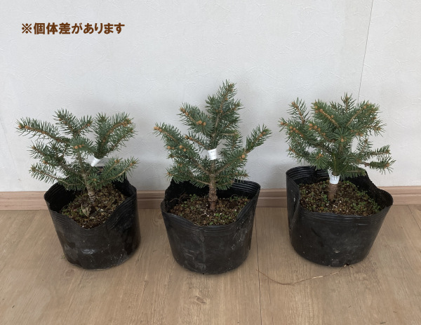 花木 庭木の苗 ピセアプンゲンス（プンゲンストウヒ） グラウカ グロボーサ7号ポット樹幅20-25cm 送料無料 |  | 04