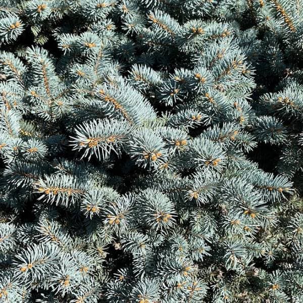 花木 庭木の苗 ピセアプンゲンス（プンゲンストウヒ） グラウカ グロボーサ7号ポット樹幅20-25cm 送料無料 |  | 09