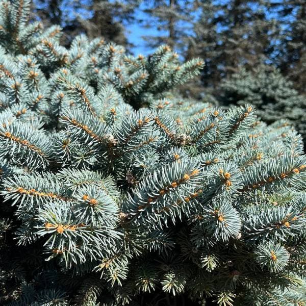 花木 庭木の苗 ピセアプンゲンス（プンゲンストウヒ） グラウカ グロボーサ7号ポット樹幅20-25cm 送料無料 |  | 10