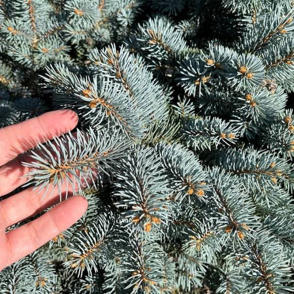 花木 庭木の苗 ピセアプンゲンス（プンゲンストウヒ） グラウカ グロボーサ7号ポット樹幅20-25cm 送料無料 |  | 02