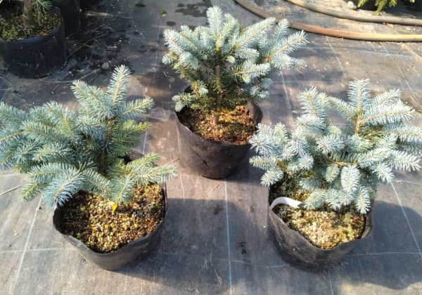 プンゲンストウヒのおすすめ人気商品一覧 通販 - Yahoo!ショッピング