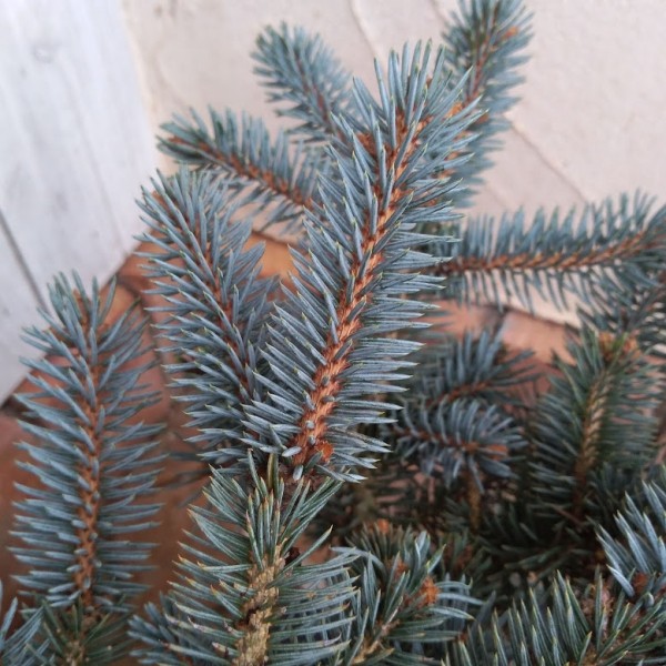 花木 庭木の苗 ピセアプンゲンス（プンゲンストウヒ） グラウカ グロボーサ7号ポット樹幅20-25cm 送料無料 |  | 06