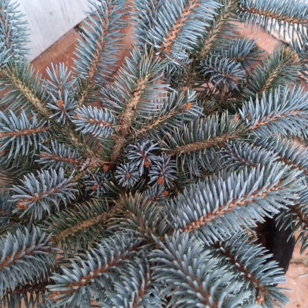 花木 庭木の苗 ピセアプンゲンス（プンゲンストウヒ） グラウカ グロボーサ7号ポット樹幅20-25cm 送料無料 |  | 07