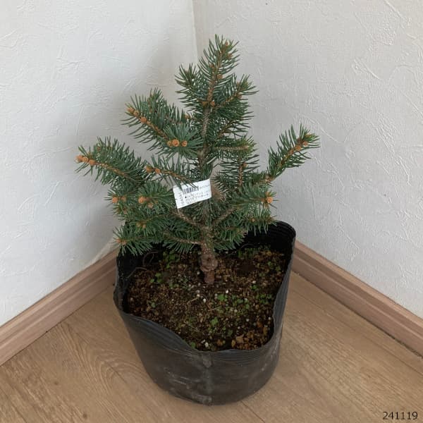 花木 庭木の苗 ピセアプンゲンス（プンゲンストウヒ） グラウカ グロボーサ7号ポット樹幅20-25cm 送料無料 |  | 11