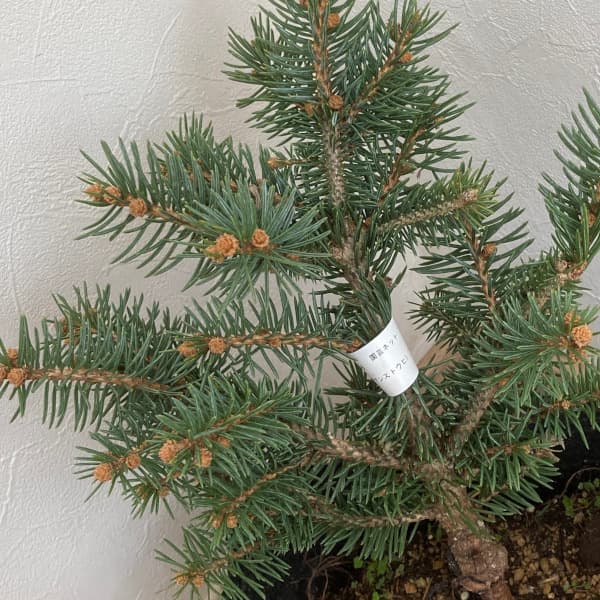 花木 庭木の苗 ピセアプンゲンス（プンゲンストウヒ） グラウカ グロボーサ7号ポット樹幅20-25cm 送料無料 |  | 03