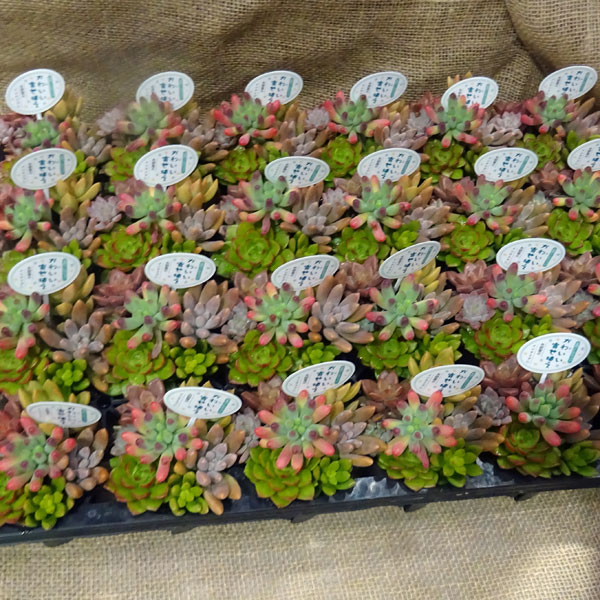 おすすめネット 観葉植物 多肉植物かわいい寄せ植え2 5号ポット Whitesforracialequity Org