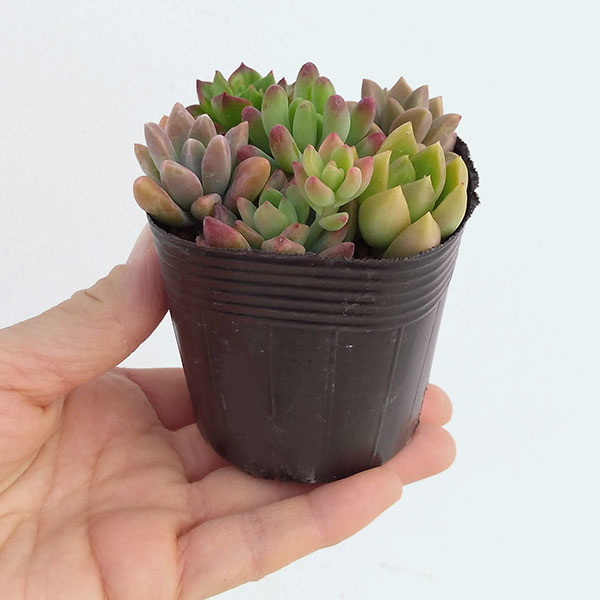 おすすめネット 観葉植物 多肉植物かわいい寄せ植え2 5号ポット Whitesforracialequity Org