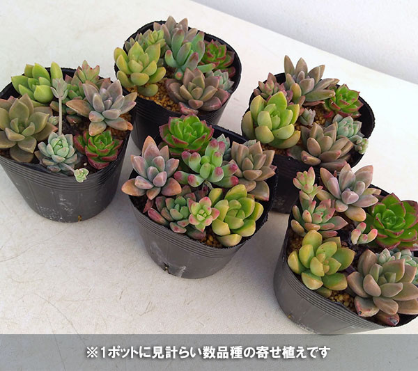 観葉植物 多肉植物かわいい寄せ植え2.5号ポット - サボテン、多肉植物