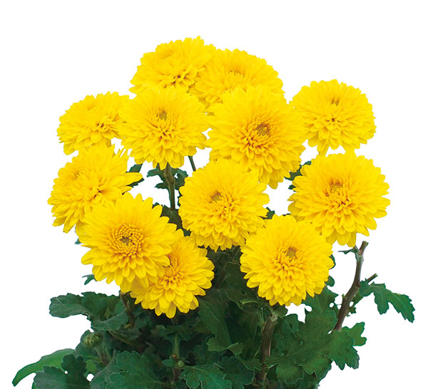 草花の苗 26年8月下旬予約 キク(菊) 寒咲...の詳細画像2