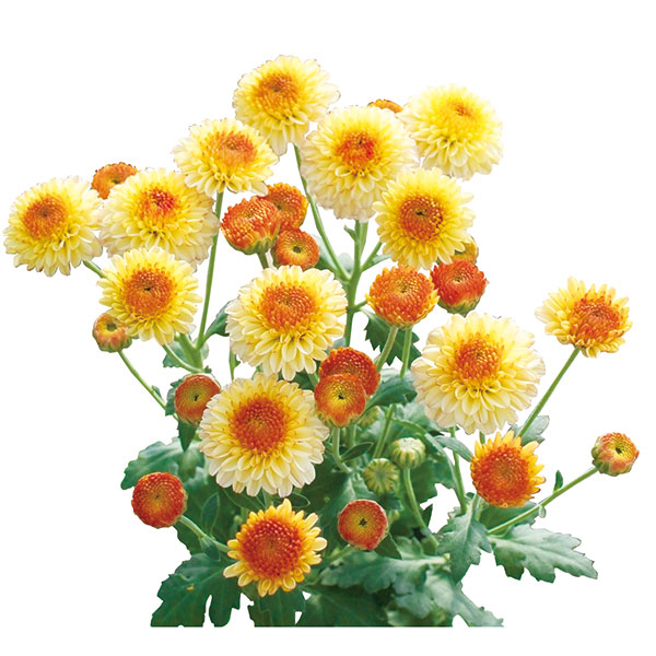 菊の花 花壇（苗） | 花、ガーデニング の商品一覧 通販 - Yahoo