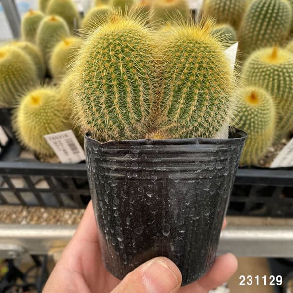 観葉植物 サボテン 金晃丸（きんこうまる）3号ポット : 園芸ネット