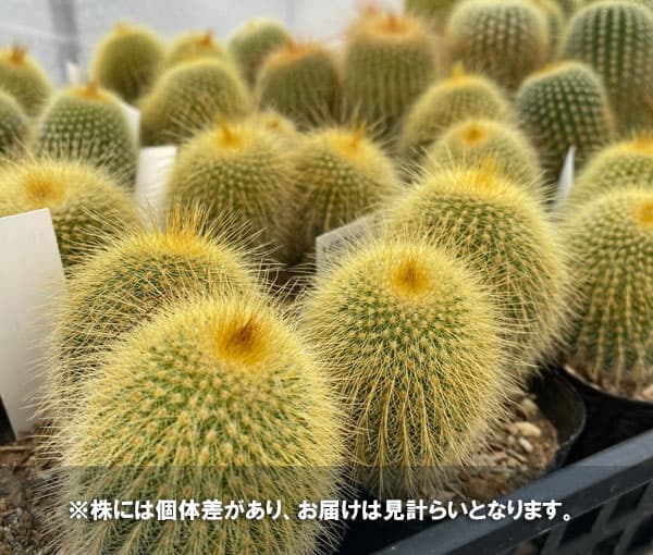 観葉植物 サボテン 金晃丸（きんこうまる）3号ポット : 園芸ネット