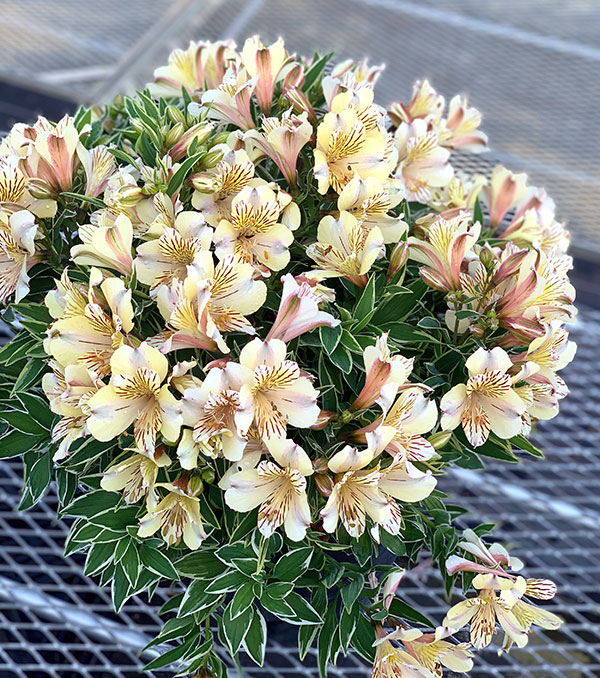 アルストロメリア 種（花の苗）｜苗 | 花、ガーデニング のおすすめ