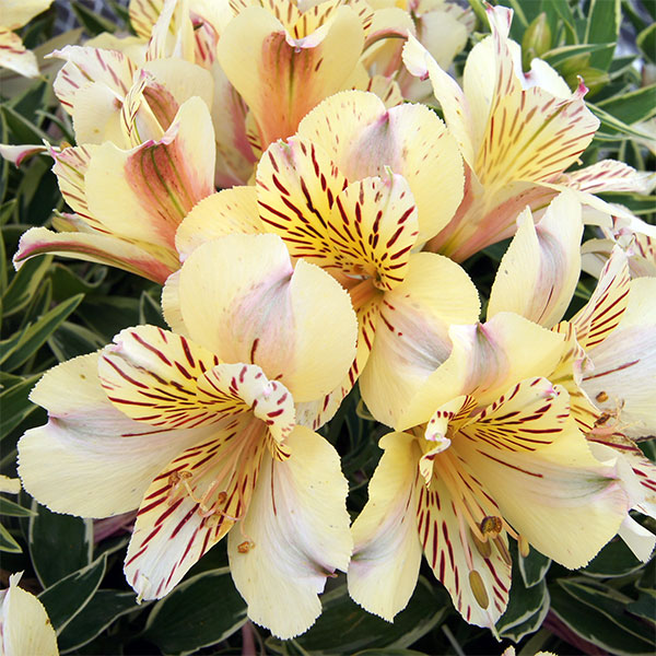 アルストロメリア 苗（花の苗）｜苗 | 花、ガーデニング のおすすめ