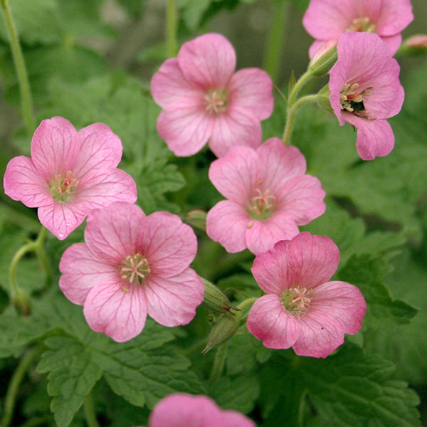 ゲラニウム 苗（苗） | 花、ガーデニング のおすすめ人気商品