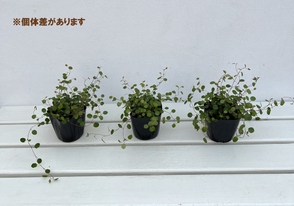 草花の苗 ワイヤープランツ3号ポット2株セットの詳細画像3