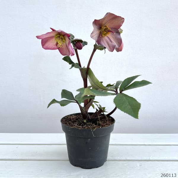 園芸ネット - クリスマスローズ開花株｜Yahoo!ショッピング