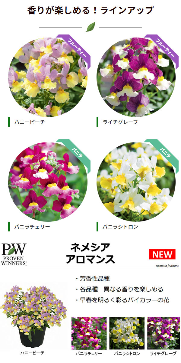 草花の苗 (わけあり特価)ネメシア アロマンス...の詳細画像5
