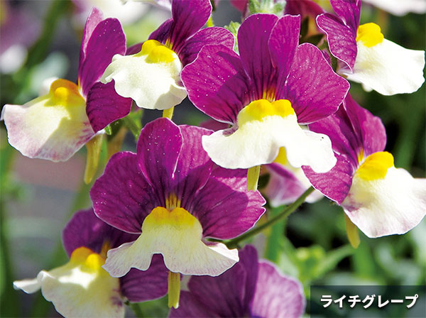草花の苗 (わけあり特価)ネメシア アロマンス...の詳細画像4