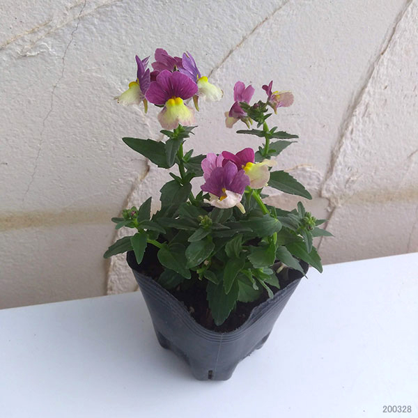 草花の苗 (わけあり特価)ネメシア アロマンス...の詳細画像1