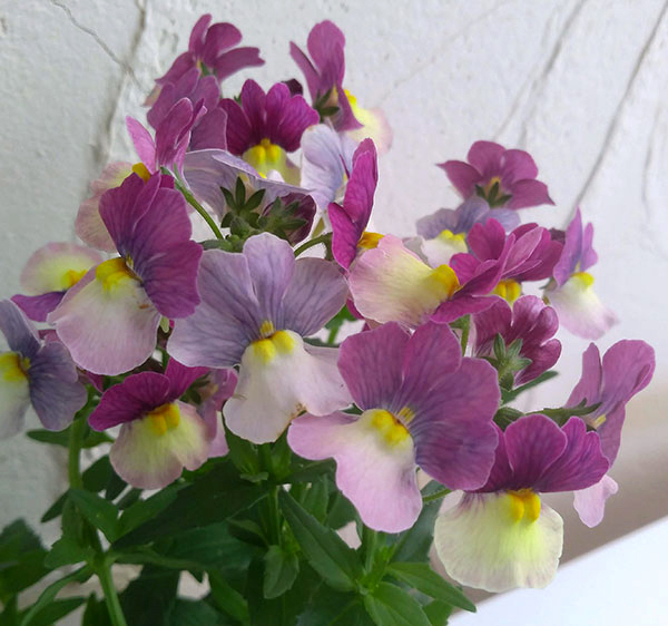 草花の苗 (わけあり特価)ネメシア アロマンス...の詳細画像2
