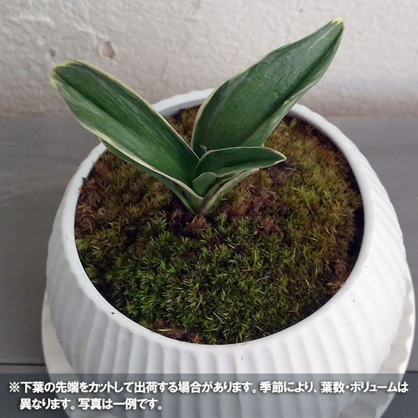 観葉植物 ギフトに オモト(万年青) お多福・...の詳細画像4