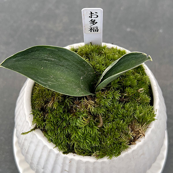 観葉植物/ギフトに オモト（万年青）：お多福・鉢植え／ラピス