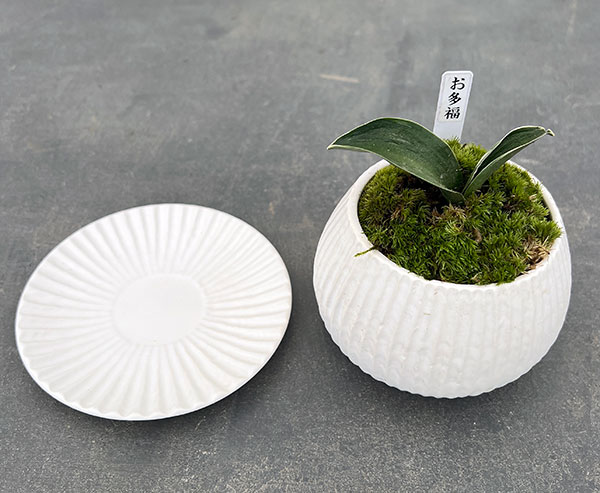 万年青鉢のおすすめ人気商品一覧 通販 - Yahoo!ショッピング