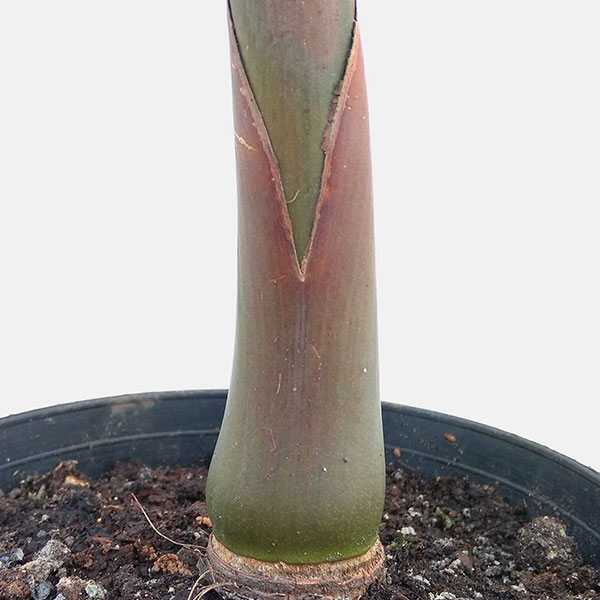 観葉植物 トックリヤシ(ボトルパーム) 6号鉢植えの詳細画像3