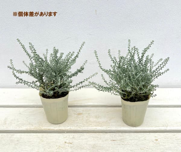 オルレア（花の苗）｜苗 | 花、ガーデニング の商品一覧 通販 - Yahoo