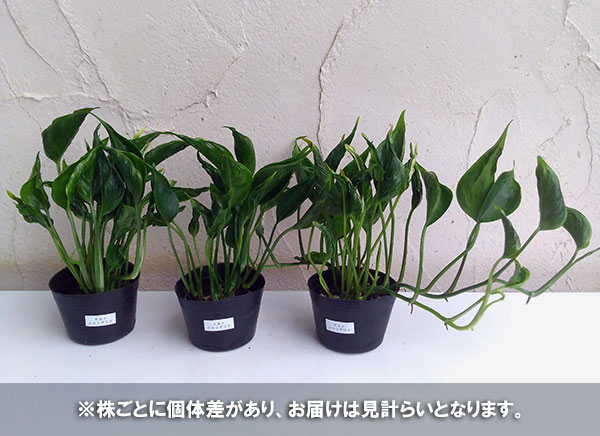 観葉植物 ポトス テルノシャングリラ3号ポット 1668 園芸ネット 通販 Yahoo ショッピング