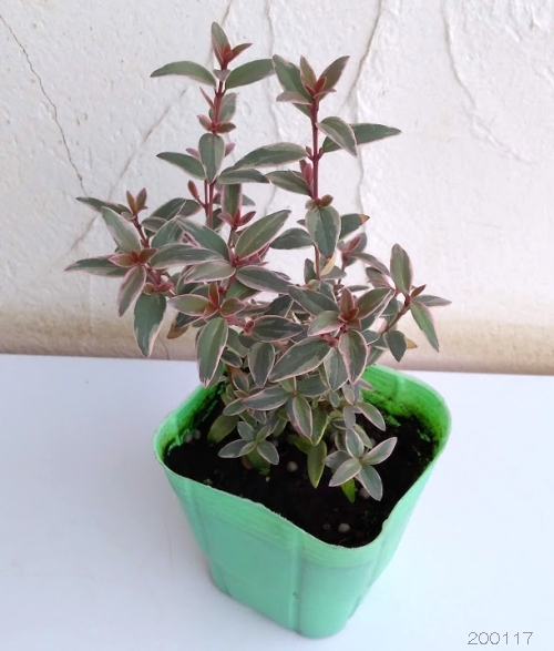 グアバ（苗木、植木） | 花、ガーデニング のおすすめ人気商品一覧