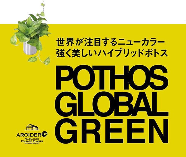 観葉植物/ポトス：グローバルグリーン3号ポット｜engei｜11