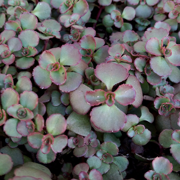 観葉植物 マット植物 セダム ドラゴンズブラッドのマット25cm 25cm 1枚 園芸ネット 通販 Yahoo ショッピング