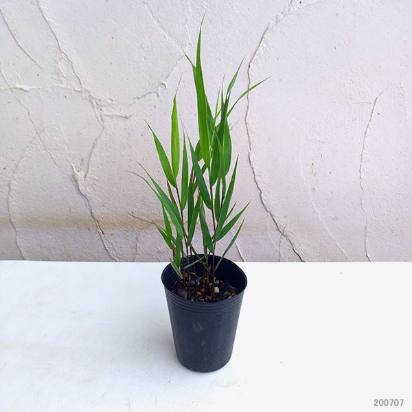 山野草の苗 フウチソウ 青風知草(アオフウチソ...の詳細画像2