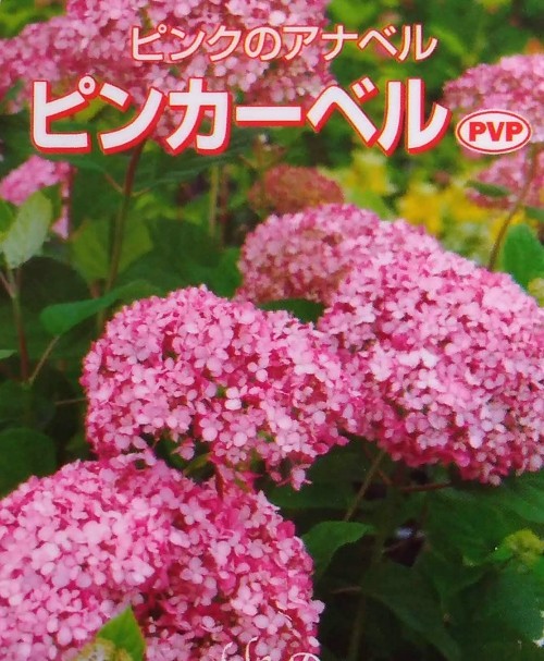 花木 庭木の苗/アジサイ（アメリカ）：ピンクアナベル ピンカーベル4.5-5号ポット｜engei｜15
