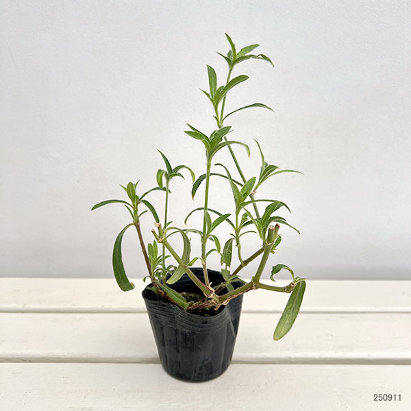 草花の苗 サマーセール センニチコウ(千日紅)...の詳細画像2