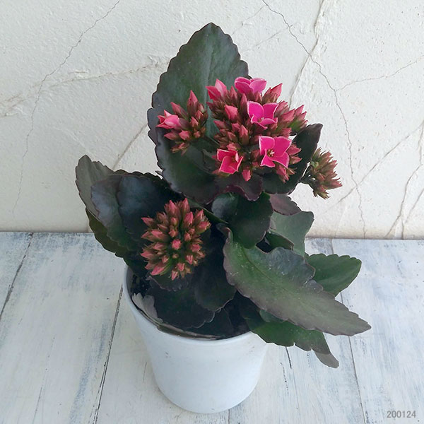 カランコエ ピトンピンク4号鉢植えの詳細画像1