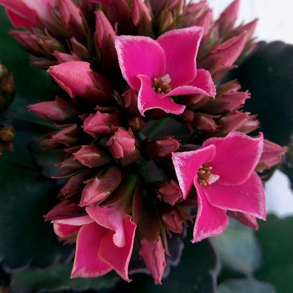 カランコエ ピトンピンク4号鉢植えの詳細画像2