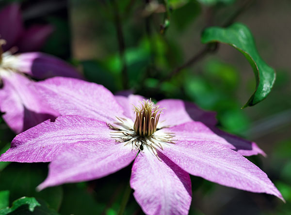 クレマチスの苗 クレマチス ヤツハシ（八橋）4号ロングポット : 園芸
