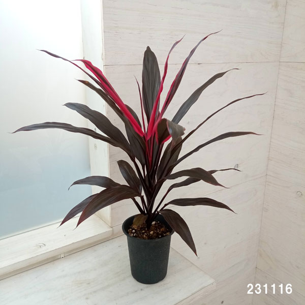 コルジリネのおすすめ人気商品一覧 通販 - Yahoo!ショッピング