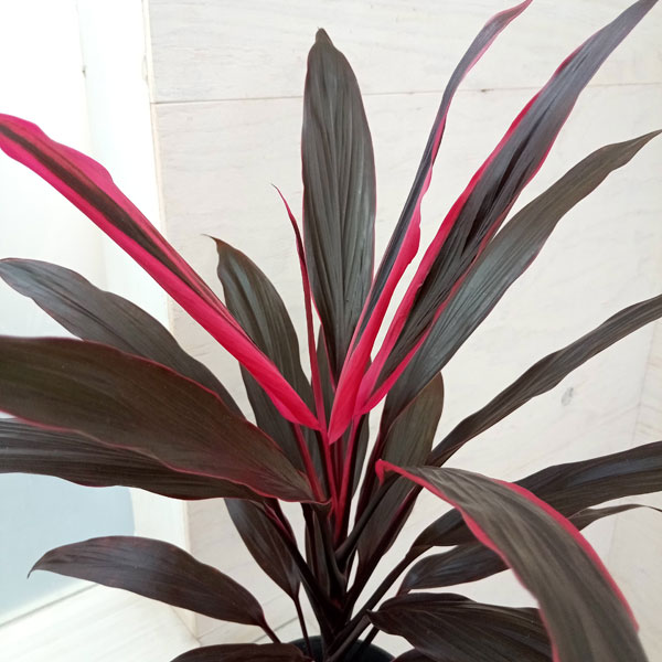 観葉植物 コルジリネ アイチアカ 4号鉢植えの詳細画像3