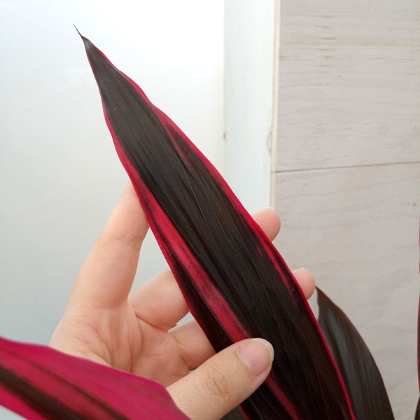 観葉植物 コルジリネ アイチアカ 4号鉢植えの詳細画像4