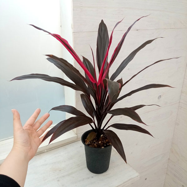 観葉植物 コルジリネ アイチアカ 4号鉢植えの詳細画像5