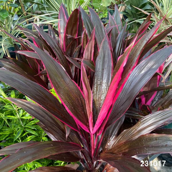 観葉植物 コルジリネ アイチアカ 4号鉢植えの詳細画像1