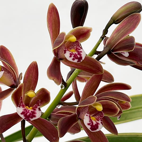 キンリョウヘン 花芽の商品一覧 通販 - Yahoo!ショッピング キンリョウヘン 花芽の商品一覧 通販 - Yahoo!ショッピング