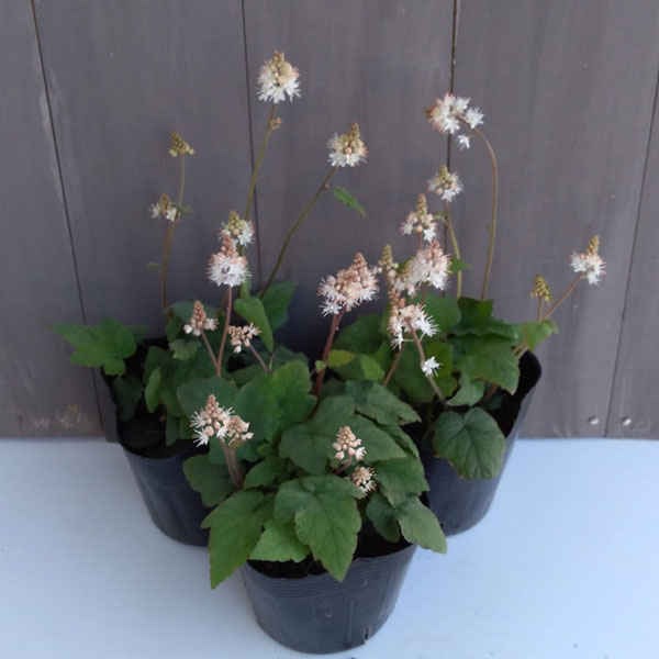 草花の苗 ティアレラ ウィリー・シルバラード3-3.5号ポット : 園芸